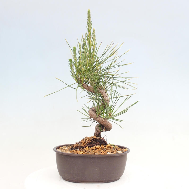 Vonkajší bonsai - Pinus thunbergii - Borovica thunbergova