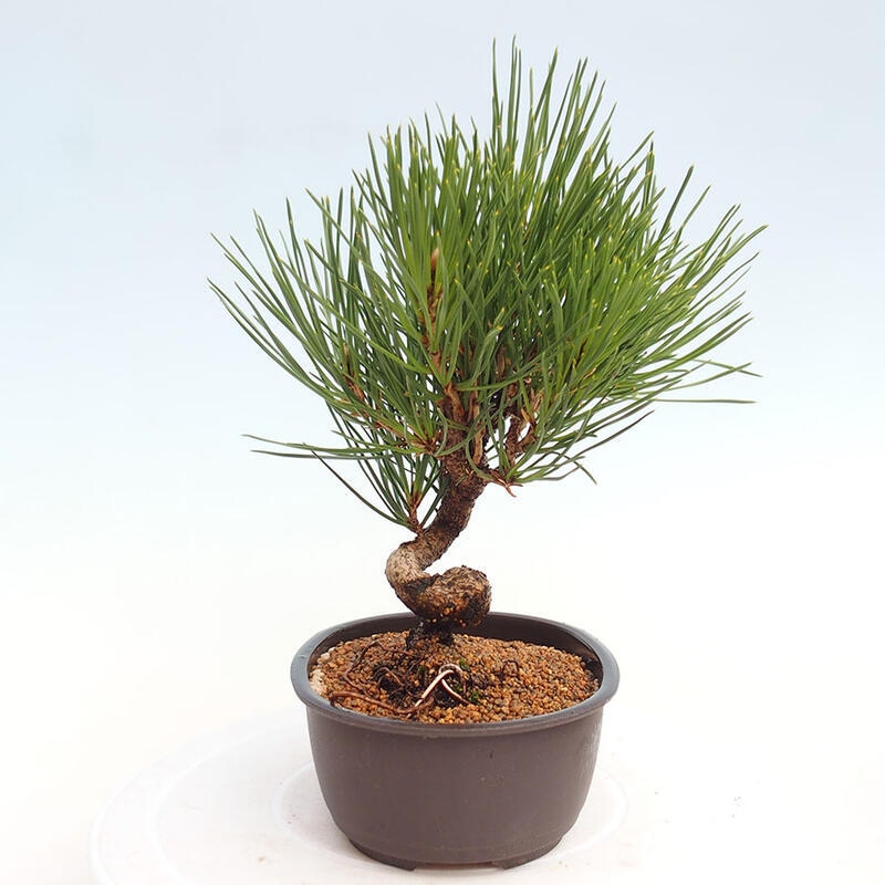 Vonkajší bonsai - Pinus thunbergii - Borovica thunbergova