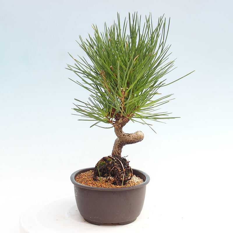 Vonkajší bonsai - Pinus thunbergii - Borovica thunbergova