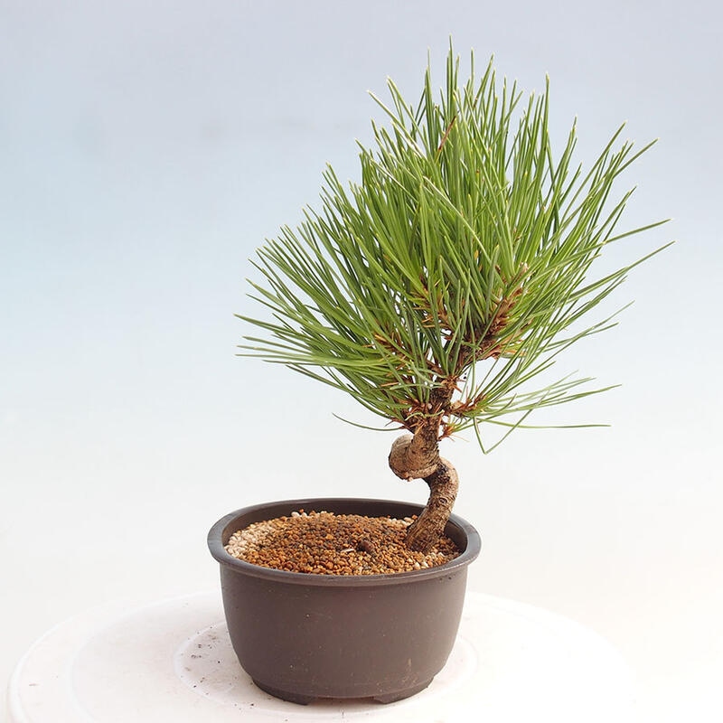 Vonkajší bonsai - Pinus thunbergii - Borovica thunbergova