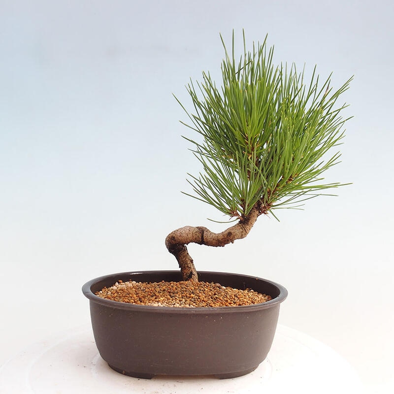 Vonkajší bonsai - Pinus thunbergii - Borovica thunbergova