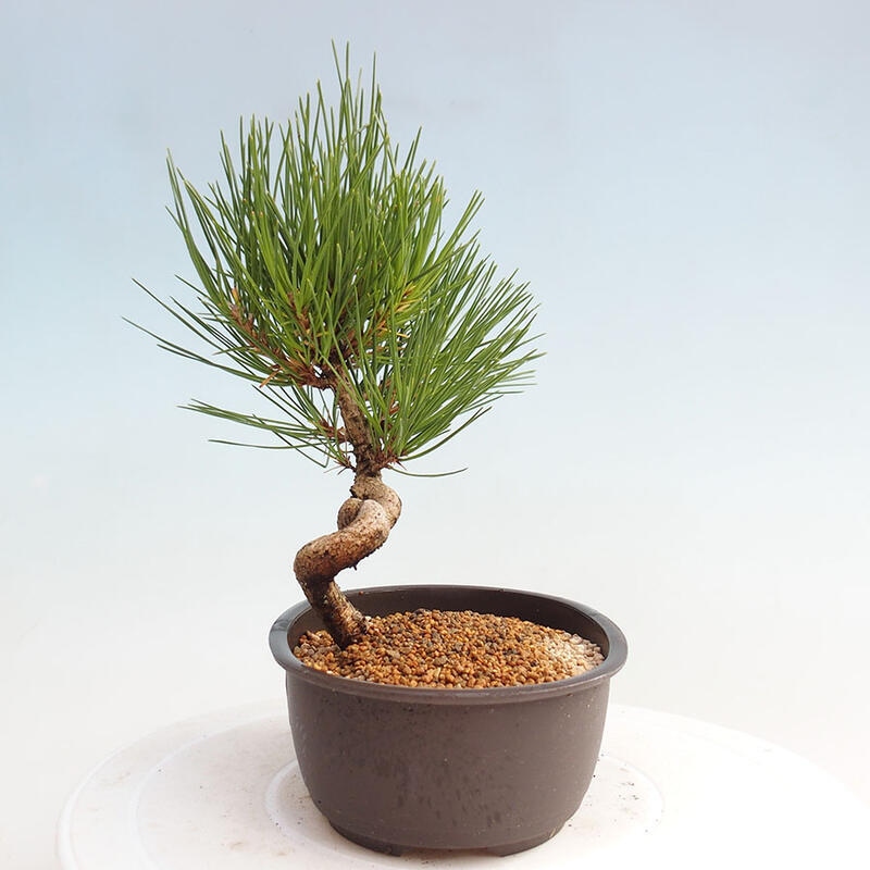 Vonkajší bonsai - Pinus thunbergii - Borovica thunbergova