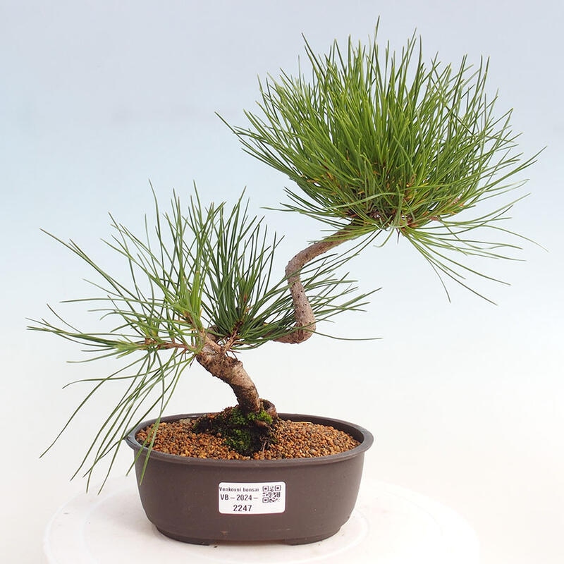 Vonkajší bonsai - Pinus thunbergii - Borovica thunbergova