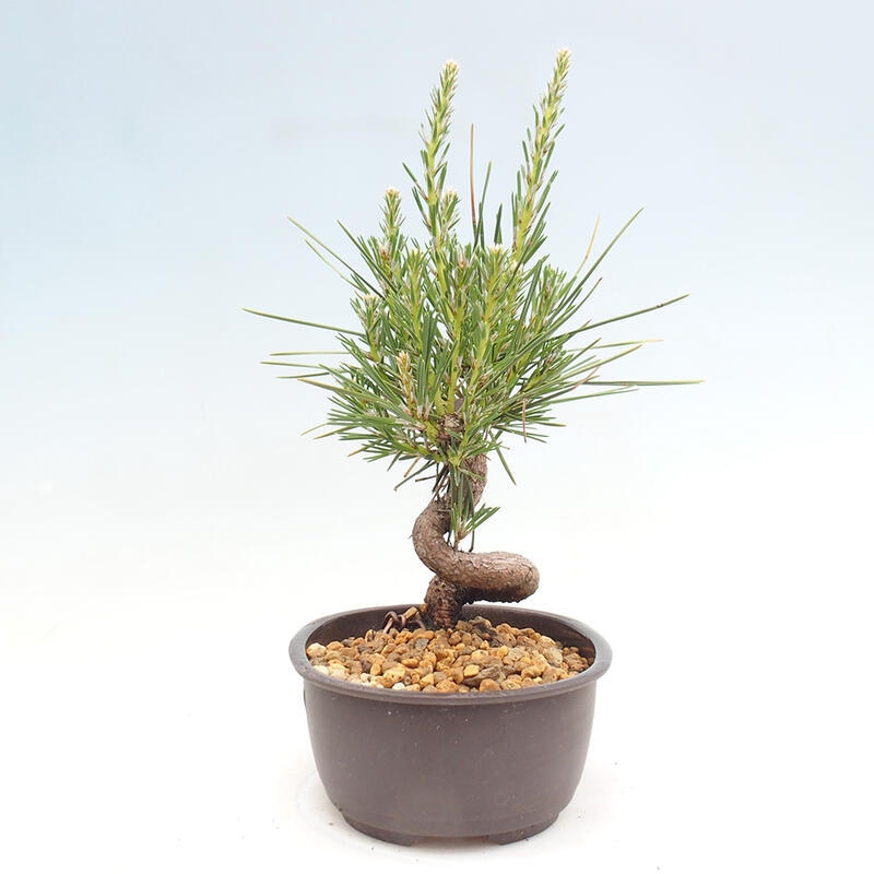 Vonkajší bonsai - Pinus thunbergii - Borovica thunbergova