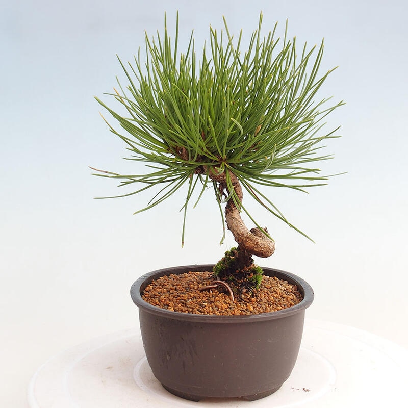 Vonkajší bonsai - Pinus thunbergii - Borovica thunbergova