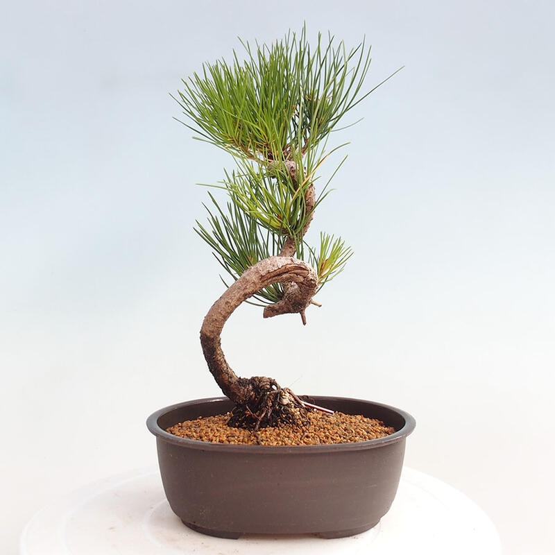 Vonkajší bonsai - Pinus thunbergii - Borovica thunbergova