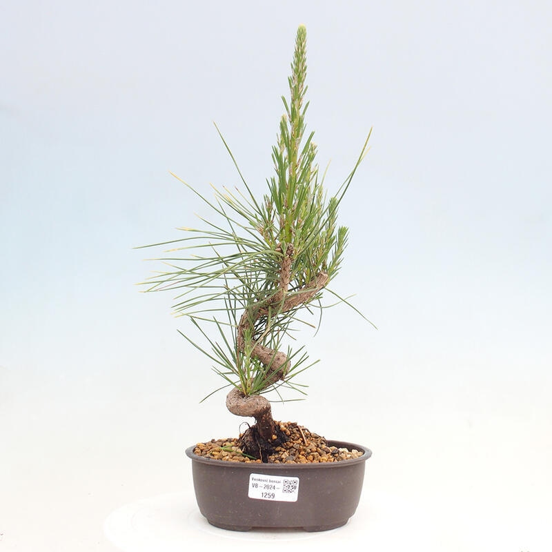 Vonkajší bonsai - Pinus thunbergii - Borovica thunbergova