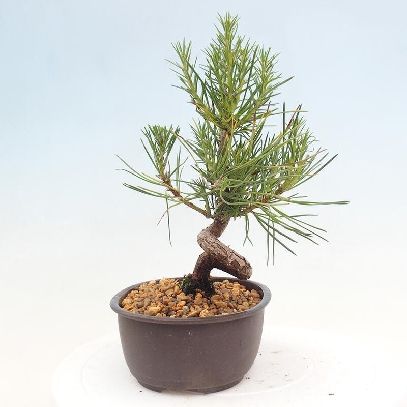 Vonkajší bonsai - Pinus thunbergii - Borovica thunbergova