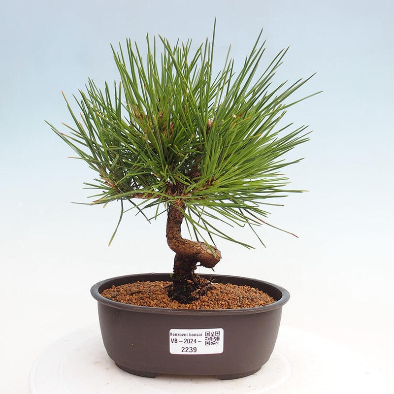 Vonkajší bonsai - Pinus thunbergii - Borovica thunbergova