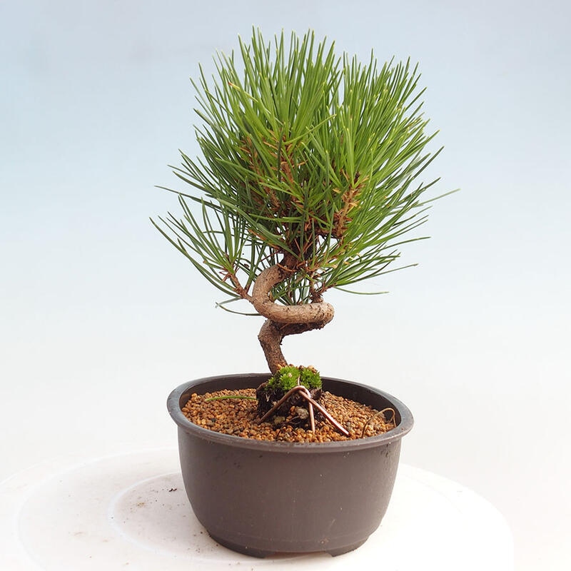 Vonkajší bonsai - Pinus thunbergii - Borovica thunbergova