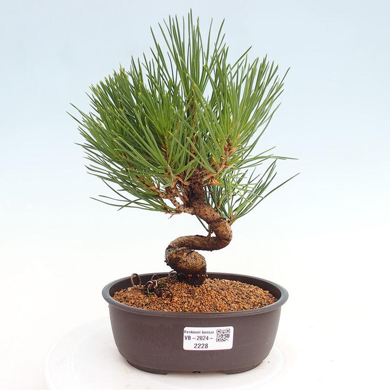 Vonkajší bonsai - Pinus thunbergii - Borovica thunbergova