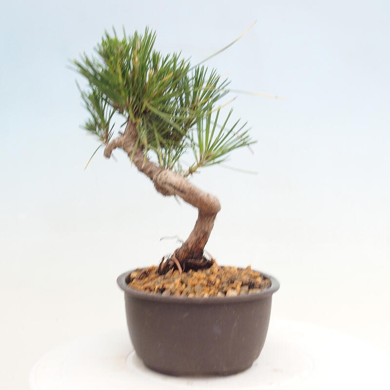 Vonkajší bonsai - Pinus thunbergii - Borovica thunbergova