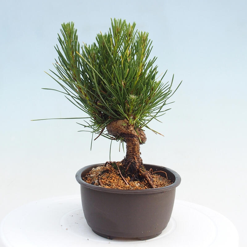 Vonkajší bonsai - Pinus thunbergii - Borovica thunbergova