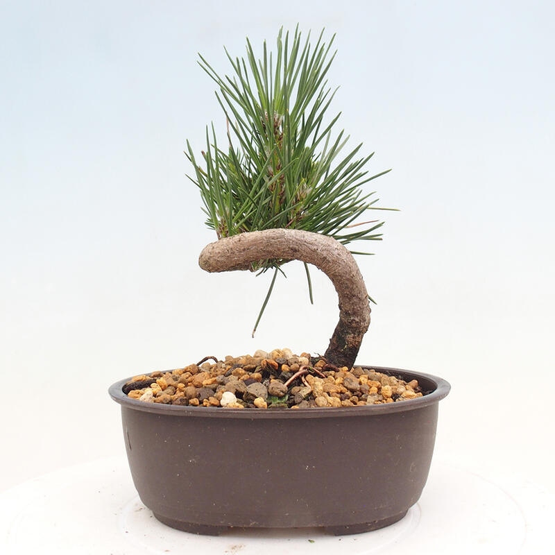 Vonkajší bonsai - Pinus thunbergii - Borovica thunbergova