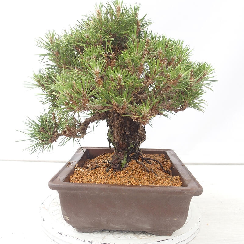 Vonkajšie bonsai - Pinus thunbergii - Borovica thunbergova