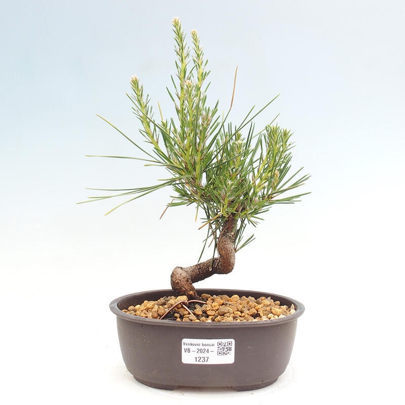 Vonkajší bonsai - Pinus thunbergii - Borovica thunbergova