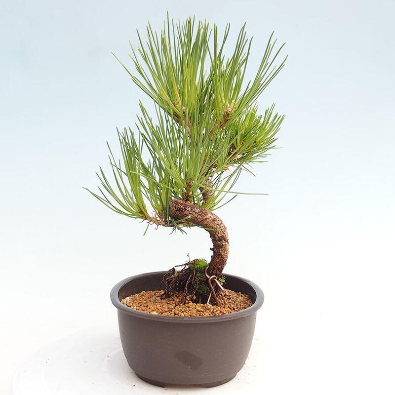 Vonkajší bonsai - Pinus thunbergii - Borovica thunbergova