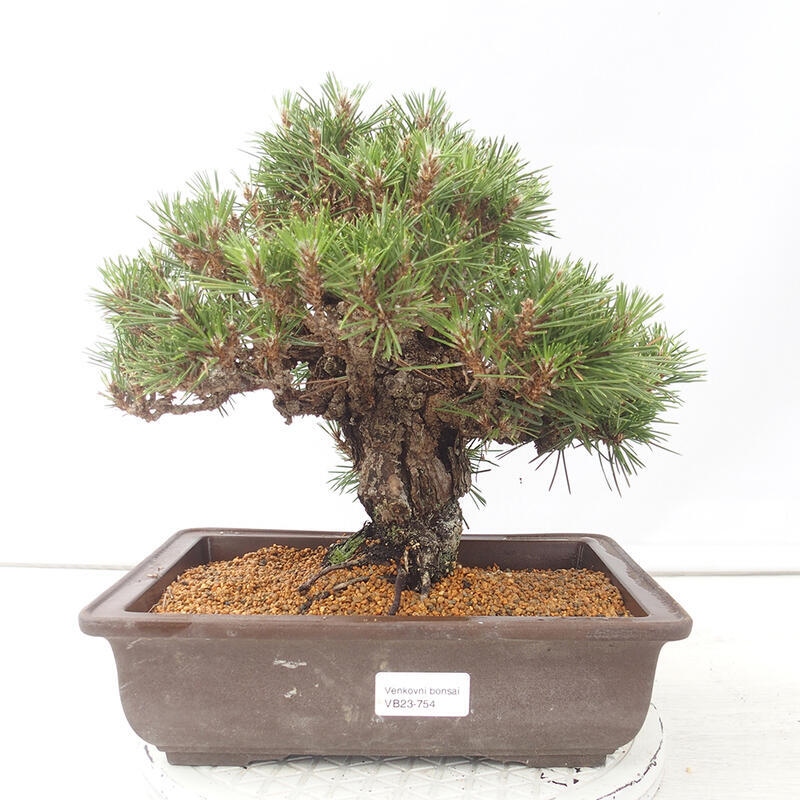 Vonkajšie bonsai - Pinus thunbergii - Borovica thunbergova