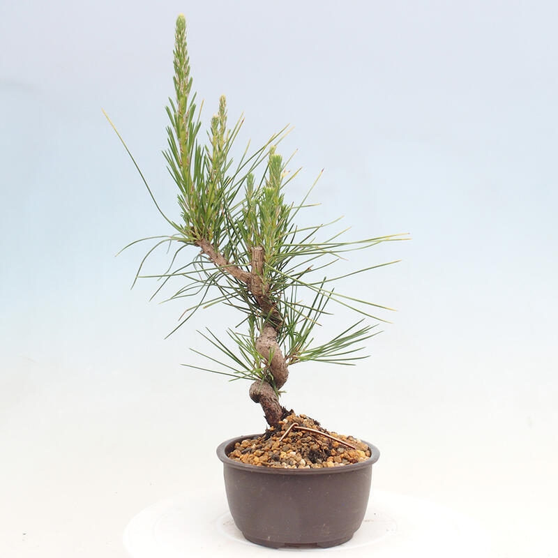 Vonkajší bonsai - Pinus thunbergii - Borovica thunbergova