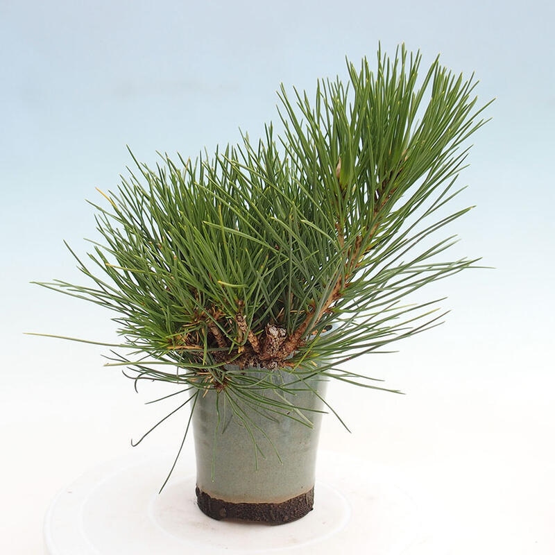 Vonkajší bonsai - Pinus thunbergii - Borovica thunbergova