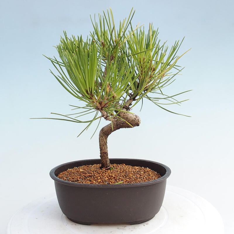 Vonkajší bonsai - Pinus thunbergii - Borovica thunbergova