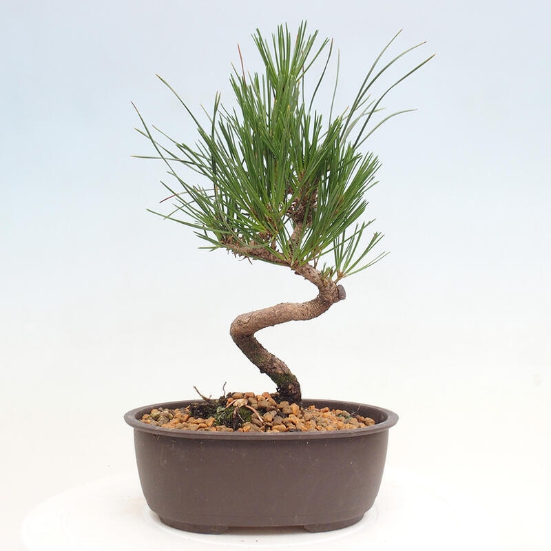 Vonkajší bonsai - Pinus thunbergii - Borovica thunbergova