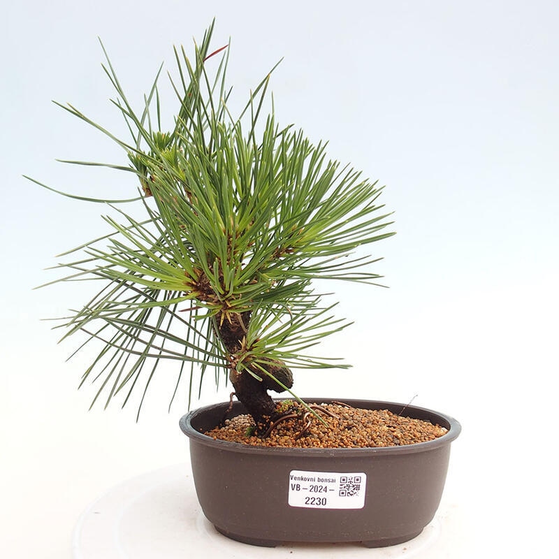 Vonkajší bonsai - Pinus thunbergii - Borovica thunbergova