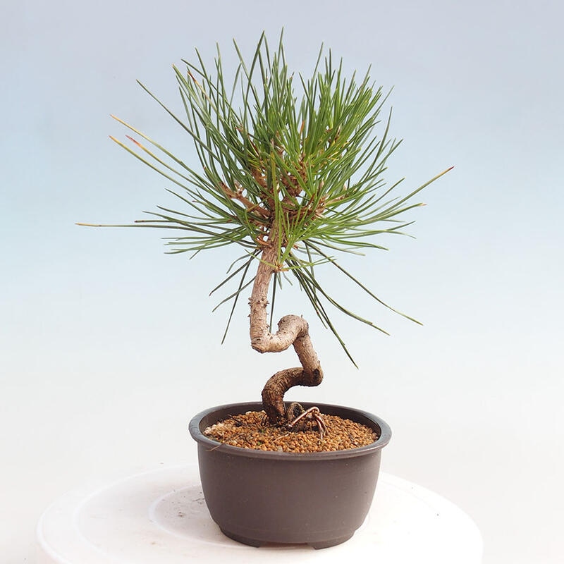 Vonkajší bonsai - Pinus thunbergii - Borovica thunbergova