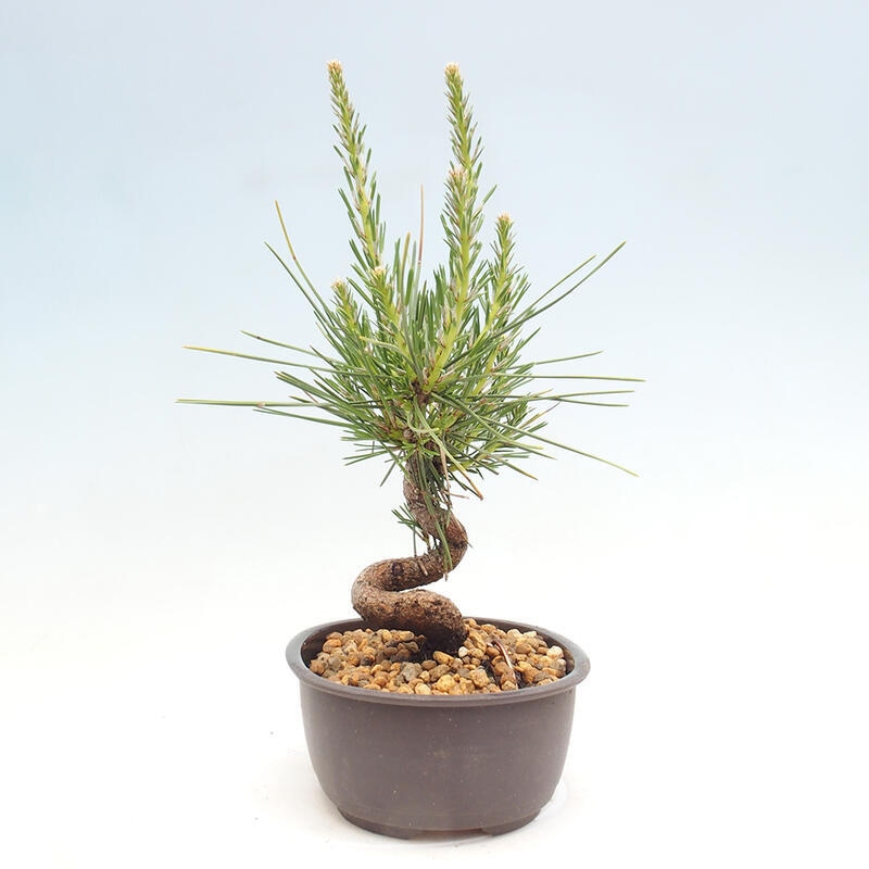 Vonkajší bonsai - Pinus thunbergii - Borovica thunbergova