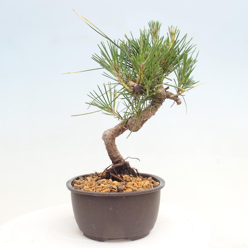 Vonkajší bonsai - Pinus thunbergii - Borovica thunbergova