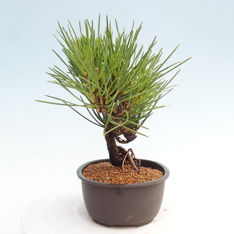 Vonkajší bonsai - Pinus thunbergii - Borovica thunbergova