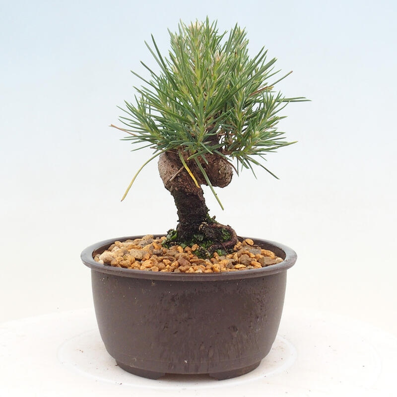 Vonkajší bonsai - Pinus thunbergii - Borovica thunbergova