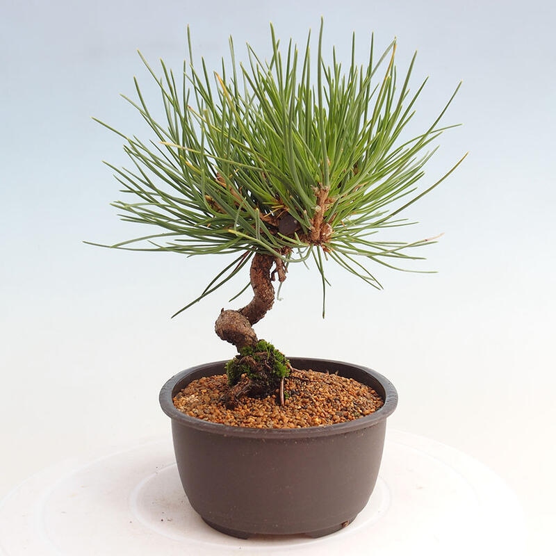 Vonkajší bonsai - Pinus thunbergii - Borovica thunbergova