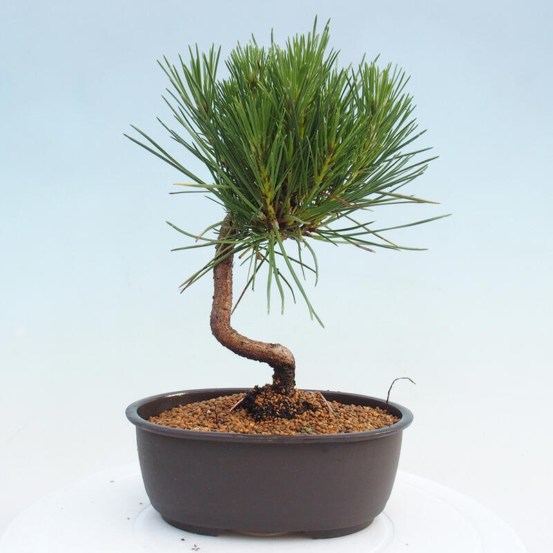 Vonkajší bonsai - Pinus thunbergii - Borovica thunbergova