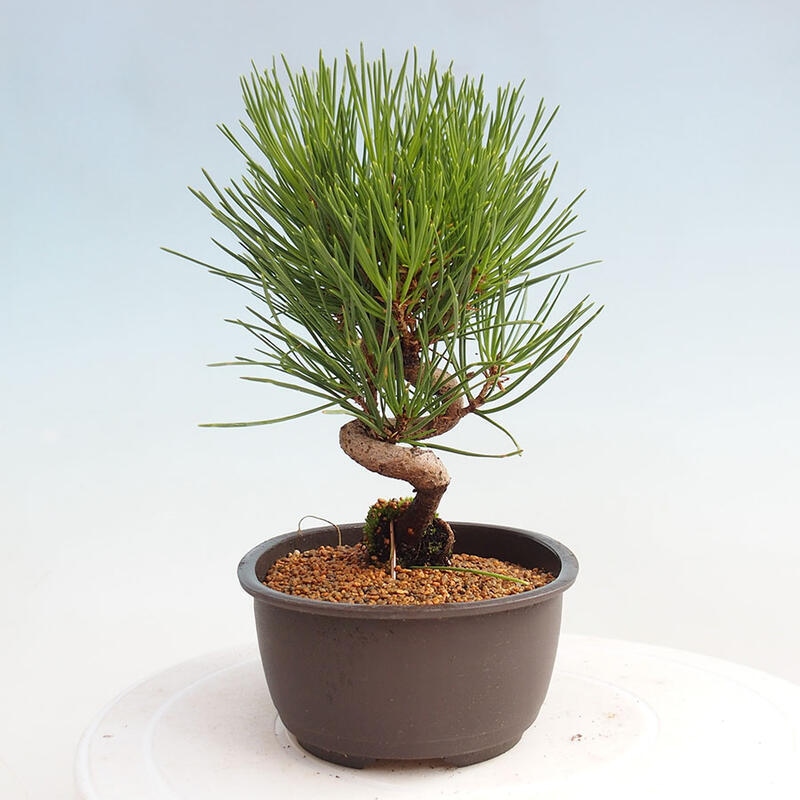 Vonkajší bonsai - Pinus thunbergii - Borovica thunbergova