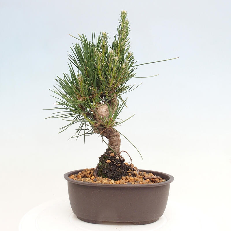 Vonkajší bonsai - Pinus thunbergii - Borovica thunbergova