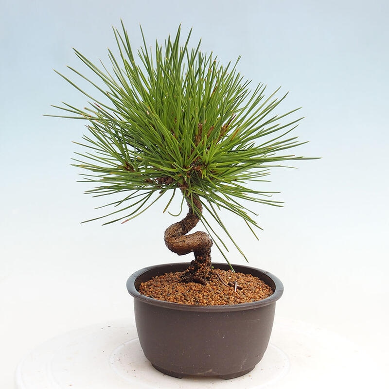 Vonkajší bonsai - Pinus thunbergii - Borovica thunbergova