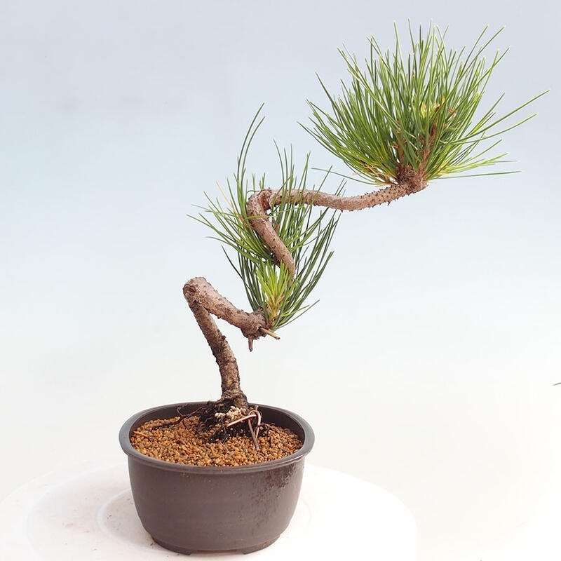 Vonkajší bonsai - Pinus thunbergii - Borovica thunbergova