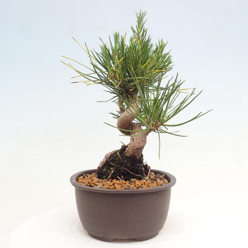 Vonkajší bonsai - Pinus thunbergii - Borovica thunbergova