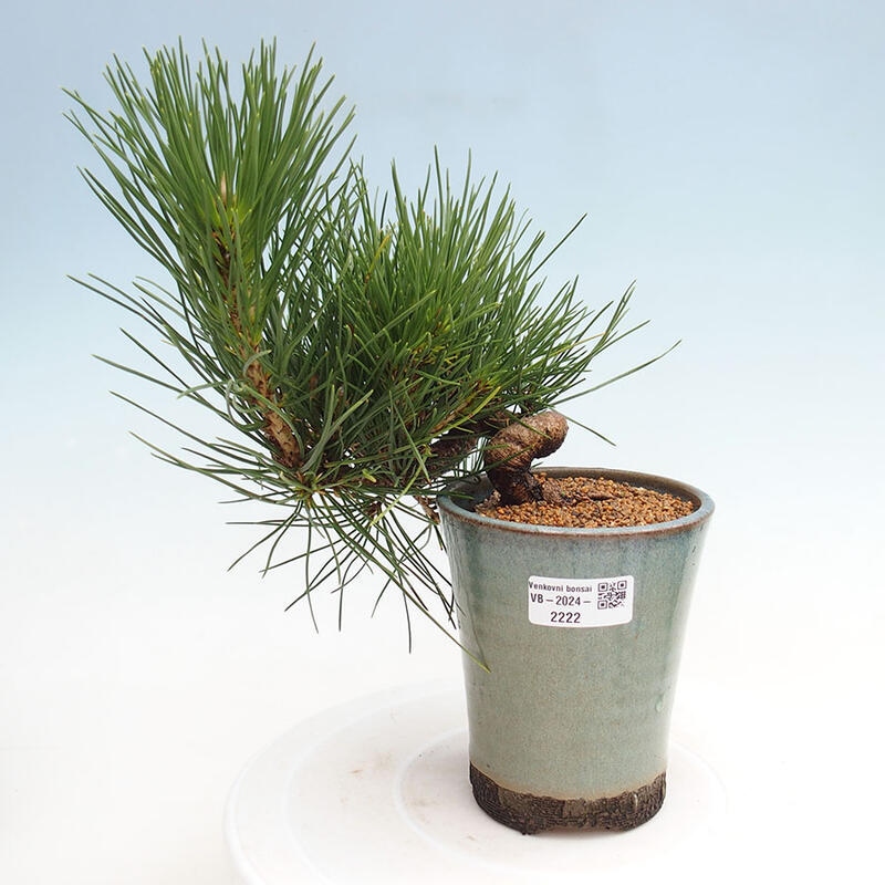 Vonkajší bonsai - Pinus thunbergii - Borovica thunbergova