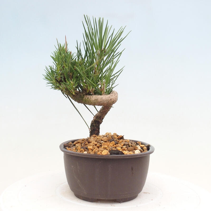 Vonkajší bonsai - Pinus thunbergii - Borovica thunbergova