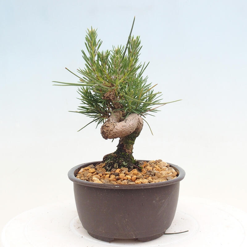 Vonkajší bonsai - Pinus thunbergii - Borovica thunbergova