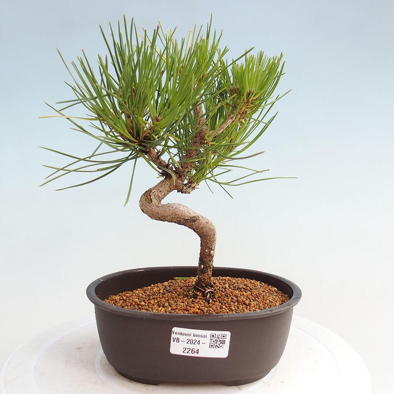 Vonkajší bonsai - Pinus thunbergii - Borovica thunbergova