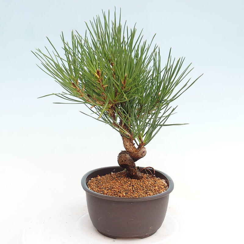 Vonkajší bonsai - Pinus thunbergii - Borovica thunbergova