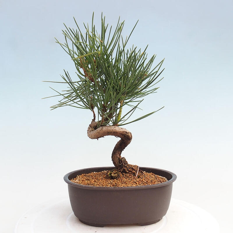 Vonkajší bonsai - Pinus thunbergii - Borovica thunbergova