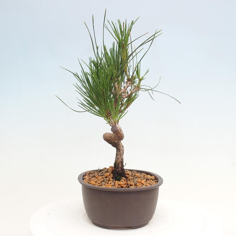 Vonkajší bonsai - Pinus thunbergii - Borovica thunbergova