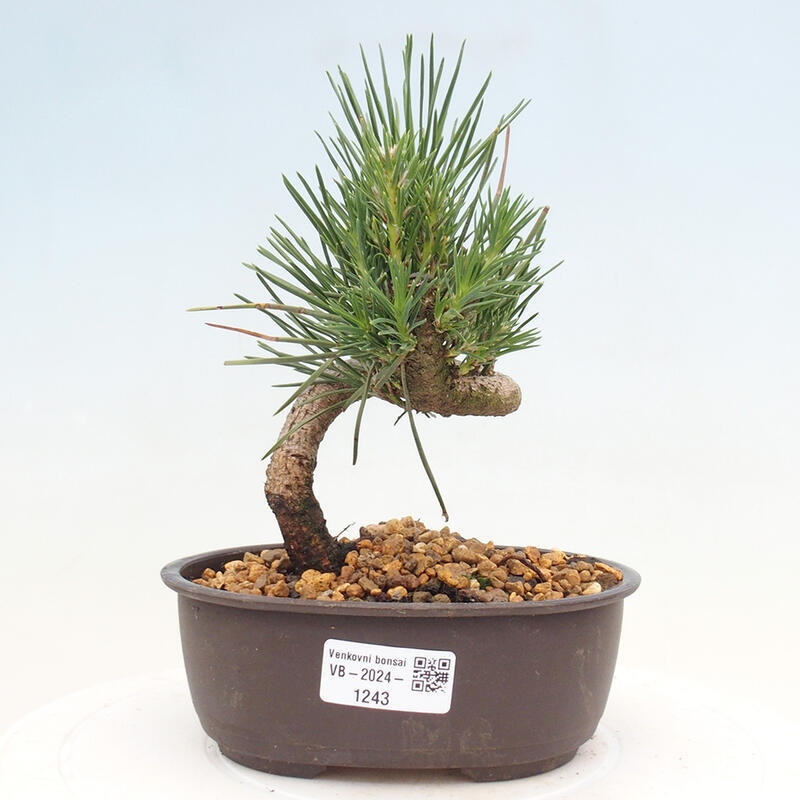 Vonkajší bonsai - Pinus thunbergii - Borovica thunbergova