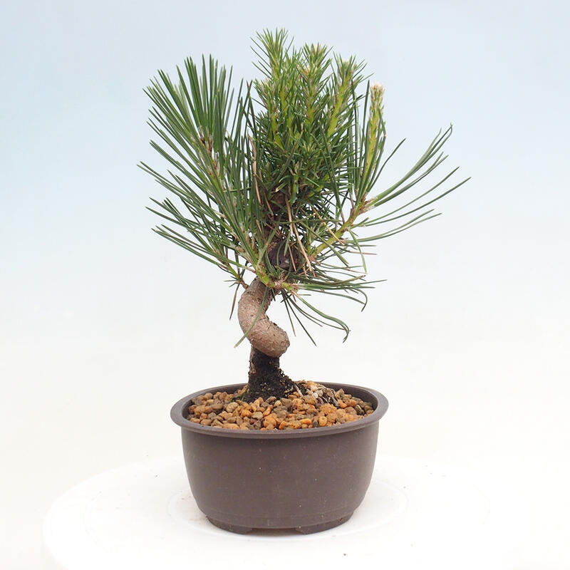 Vonkajší bonsai - Pinus thunbergii - Borovica thunbergova