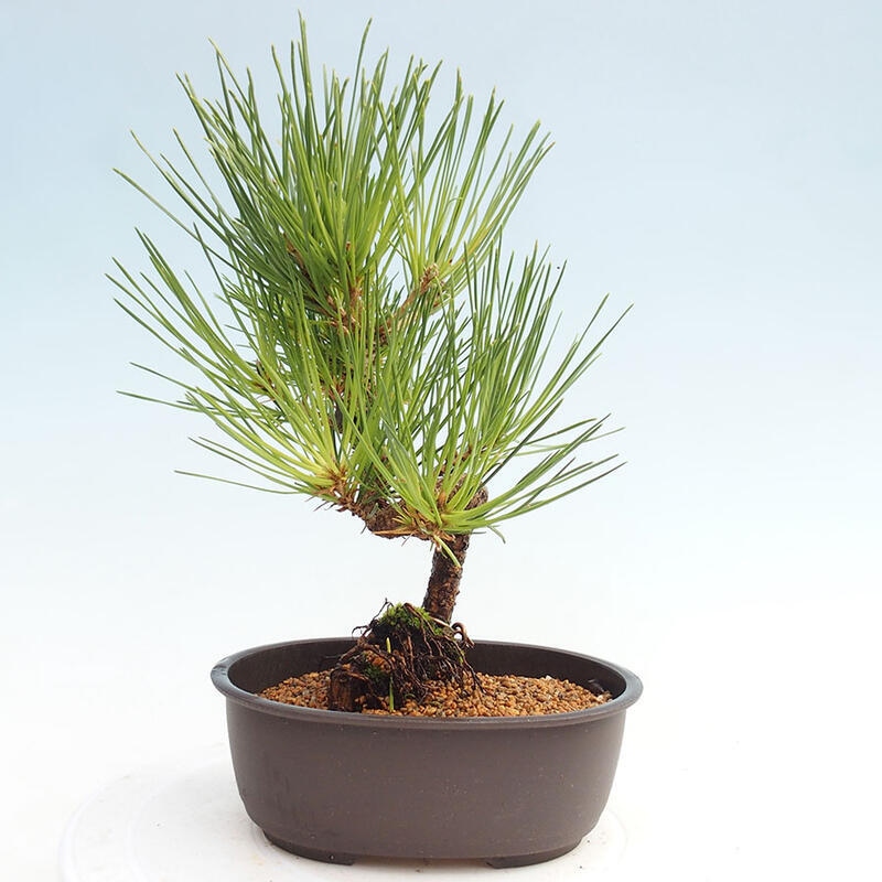 Vonkajší bonsai - Pinus thunbergii - Borovica thunbergova