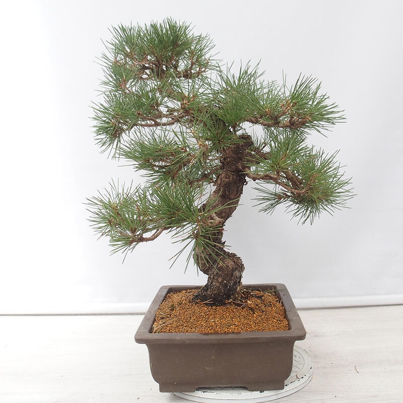 Vonkajšie bonsai - Pinus thunbergii - Borovica thunbergova